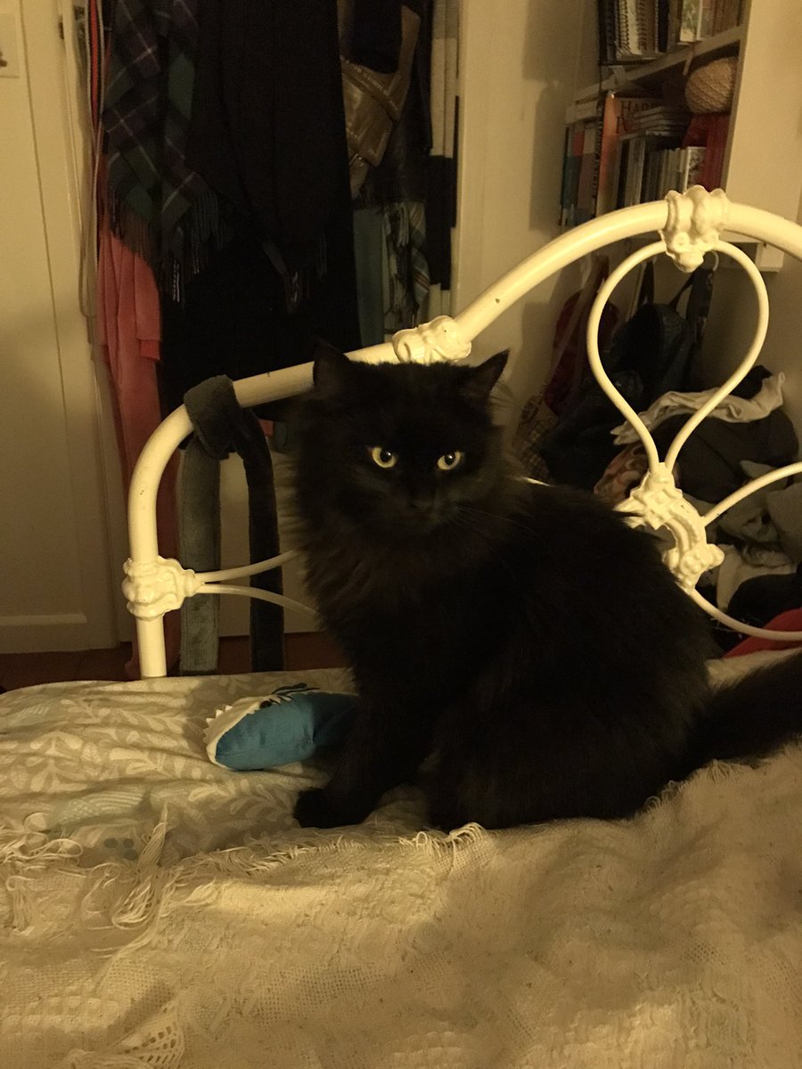leafy_wild's tweet photo. A new scrungle has commandeered the train with her plush shark.
 #cutecats #catsandsoup #cats #Cat #BlackCat https://t.co/ES78N1xK7O