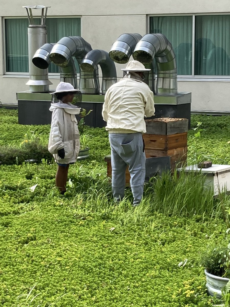 rhoste76's tweet image. Had a great time learning about beekeeping on the roof of the Doubletree as part of the TExpL summer camp. @MrsPeterson231 #wilsonsd #TExpL @stoudt_stacey @ChrisTrickett24