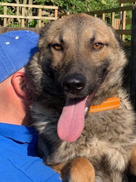Young Fred is wondering why nobody wants to take him home? 
All his details via the link below. 
uk-gsr.com/german-shepher…
#rescuegermanshepherd #germanshepherdrescue #dogadoption #adoptme