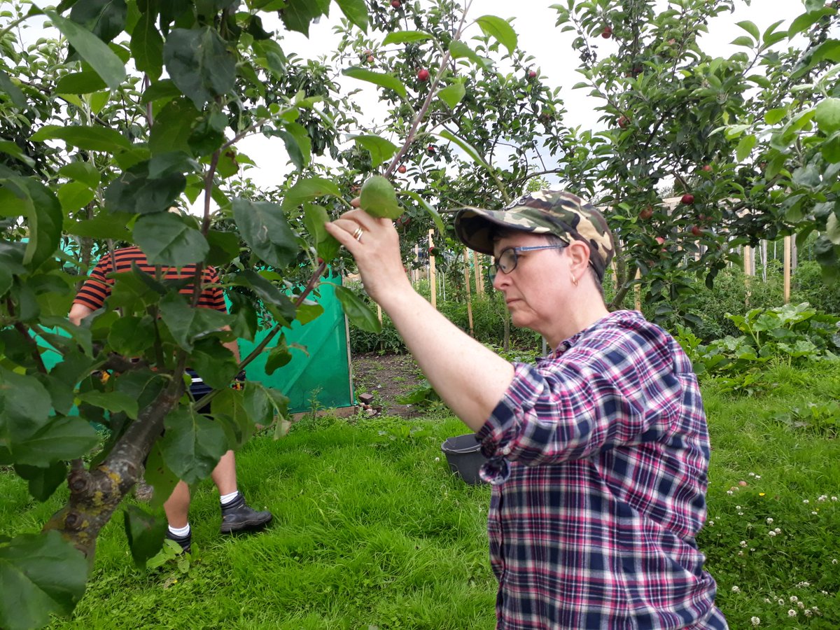 fruitnutvillage's tweet image. Working with @CETBrum today in #CastleValeAllotments. The trees here are really starting to look loved after 2 winter and 2 summer pruning visits in the last 18 months. #GrowTheVillage