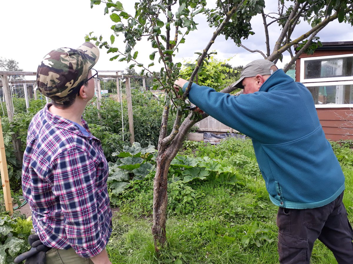fruitnutvillage's tweet image. Working with @CETBrum today in #CastleValeAllotments. The trees here are really starting to look loved after 2 winter and 2 summer pruning visits in the last 18 months. #GrowTheVillage
