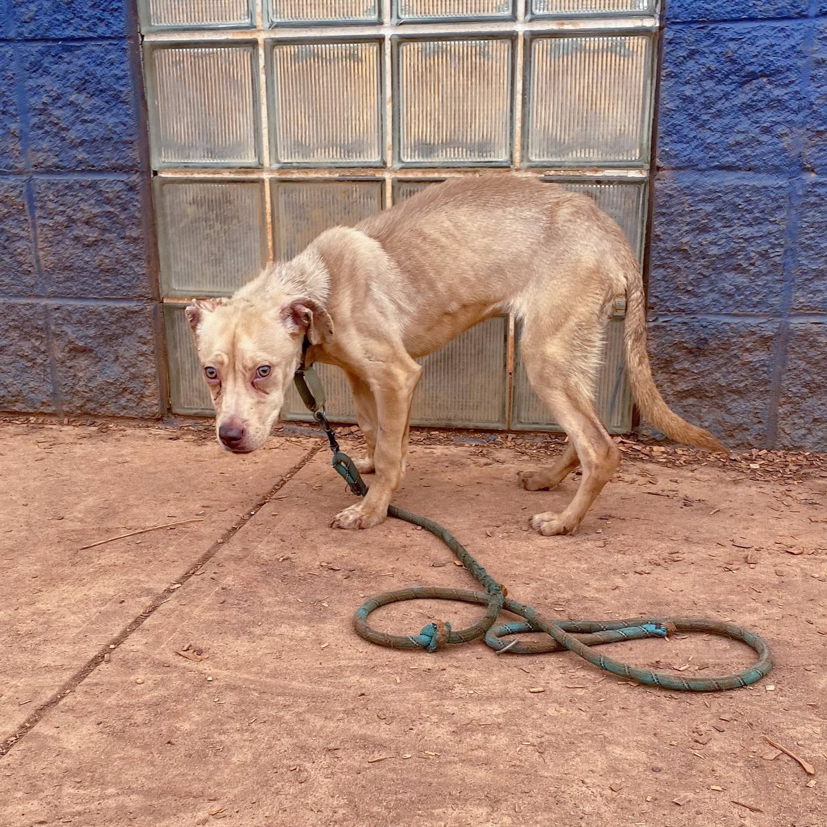 ACAS_PAWS's tweet photo. Mindy came to us underweight and quite scared. We're working with her to make sure she gets all the love and care she needs. While she's starting to open up to us, Mindy could really use a foster or adopter to take her in. Come meet her at Anderson County PAWS. https://t.co/lhP6APslGU