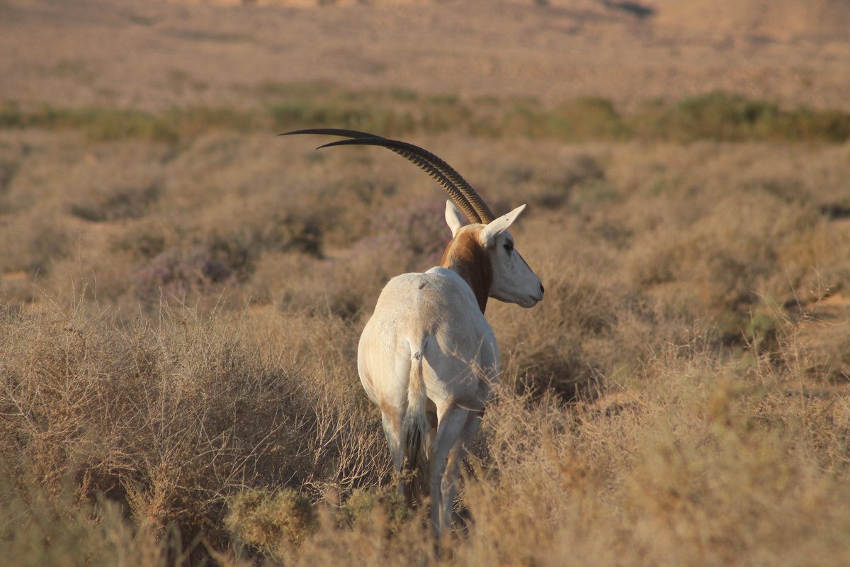 IUCN SSC Antelope Specialist Group (@antelopesg) on Twitter photo Do you know who I am?💡
I am extinct in the wild but am historically found in northern Africa. I now exist in protected areas in Tunisia and Chad.
Like 🩷 if you think I am an Arabian Oryx, or retweet 🔁 if you think I am a Scimitar-horned Oryx. #AntelopeMonth Do you know who I am?💡
I am extinct in the wild but am historically found in northern Africa. I now exist in protected areas in Tunisia and Chad.
Like 🩷 if you think I am an Arabian Oryx, or retweet 🔁 if you think I am a Scimitar-horned Oryx. #AntelopeMonth