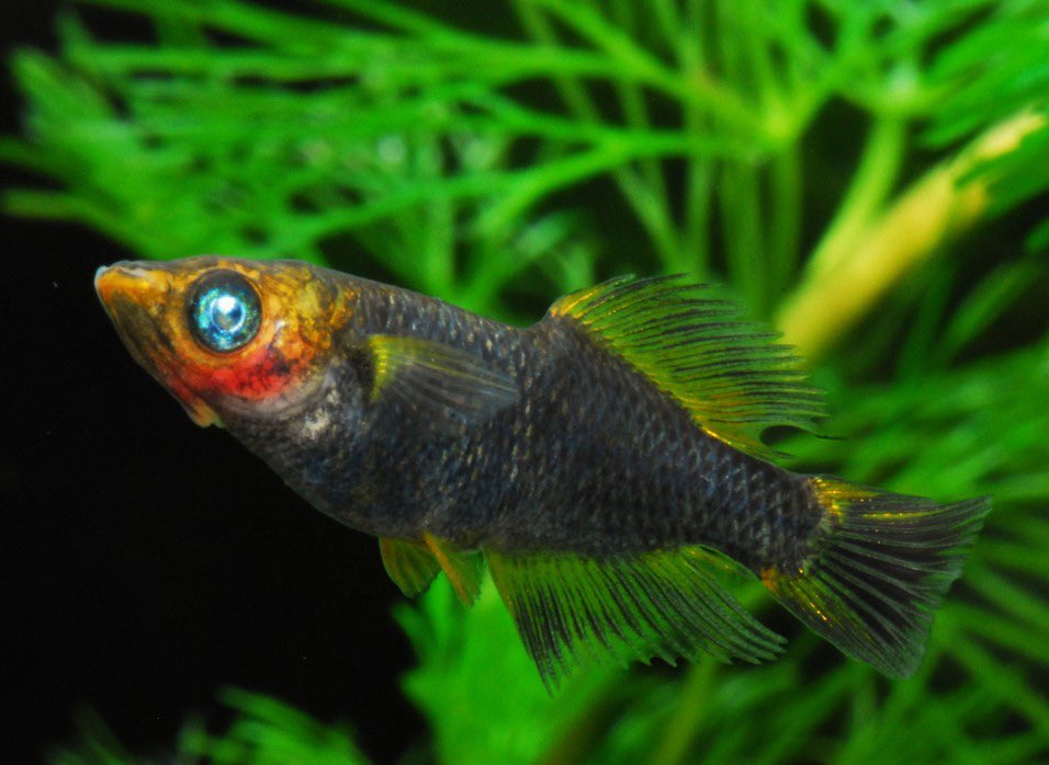 横浜めだかファクトリー on X