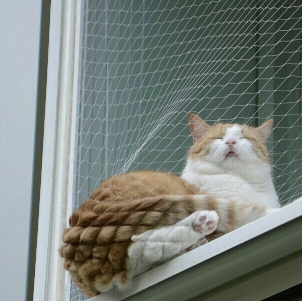 Why you should have a cat tweet media