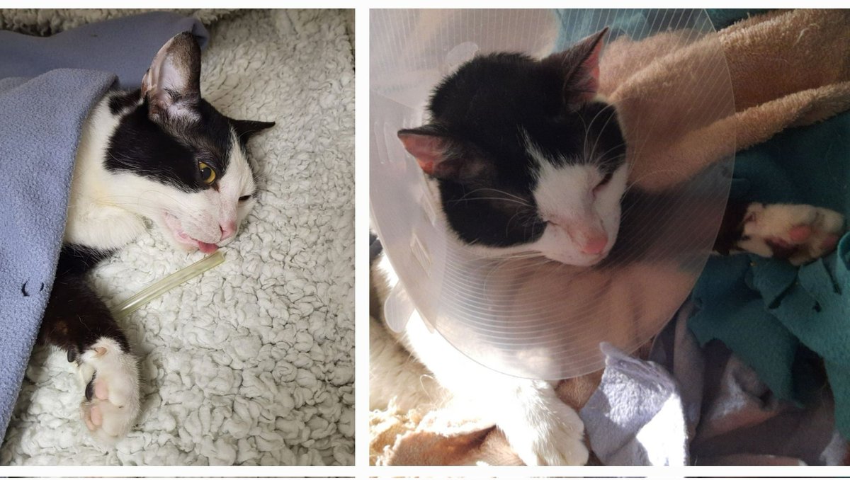DutchVeganFami1's tweet photo. Please support my GoFundMe campaign for paying our vetbills for our sweet cat who had to go through a lot of awful things the last month: https://t.co/sXSrXWmCdx #GoFundMe #ilovecats #emergency #gato #chat #cat #kat #fundraising #ourcat #savemycat #felinefriends #furbaby https://t.co/CLaCIT0AOb