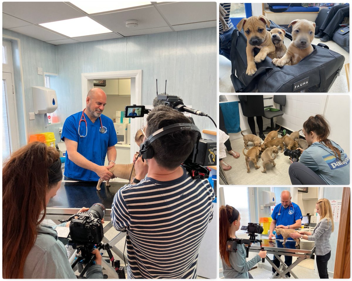 Filmed an item about microchipping & tonight you can see it on #LostDogsLive with @clarebalding from 8pm on @channel5_tv. Making sure your dog is microchipped has been law since April 2016. Please always make sure your details are kept up to date. Enjoy the show! #AnimalWelfare