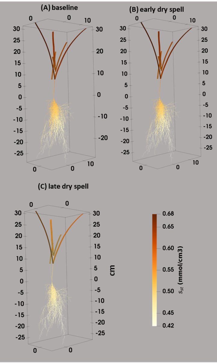 insilicoplants's tweet photo. NEW!
#CPlantBox: a fully coupled modeling platform for the water and carbon fluxes in the Soil-Plant-Atmosphere-Continuum
#FSPM #root #plant #model
https://t.co/l2Pnl2lPfM from Mona Giraud and colleagues https://t.co/ZoWAss2A7Z