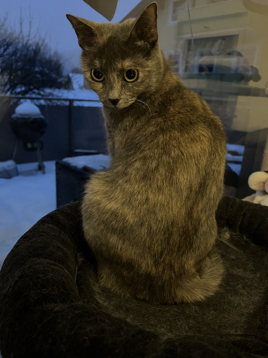 lk_chs's tweet photo. @purrinink 😻😻 https://t.co/yt09qhOi56