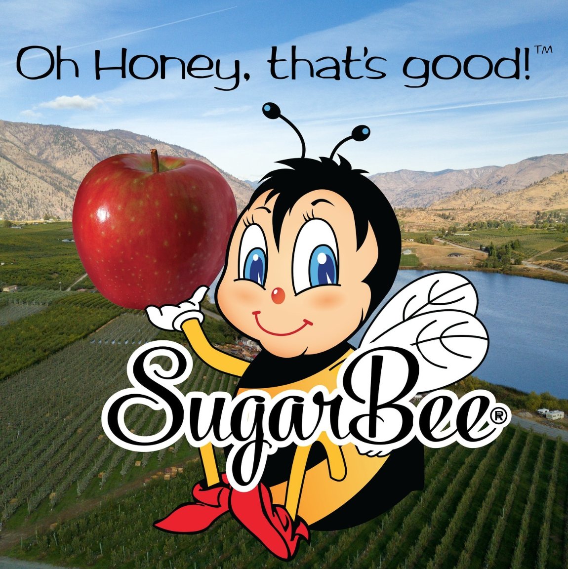 SugarBeeApple's tweet photo. With great versatility and nutritional value, SugarBee® apples make for the perfect snack or ingredient in apple pies, tarts, turnovers, juices and more. 😍🍎
Visit the link below for recipes just as unique as a SugarBee Apple®!💛
https://t.co/0ahounbV8Y
#FromBeeToYou https://t.co/s6dzOQshlI