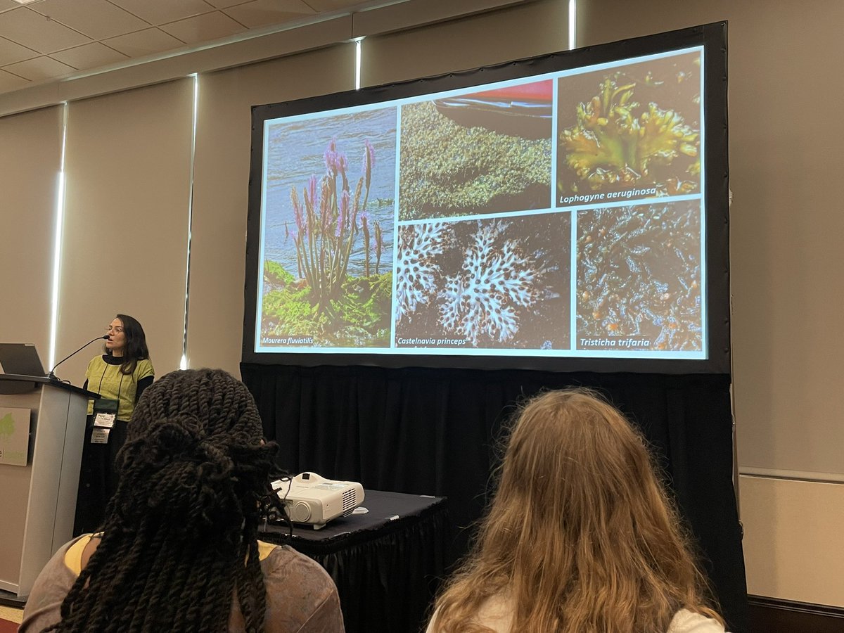 River weeds can often be found in the wrong part of herbaria because they can look like mosses, liverworts, or even lichens- making documenting ranges of these species an extra challenge for <a href="/botAna_Bedoya/">Ana María Bedoya</a>. #botany2023 #GetYourFeetWet