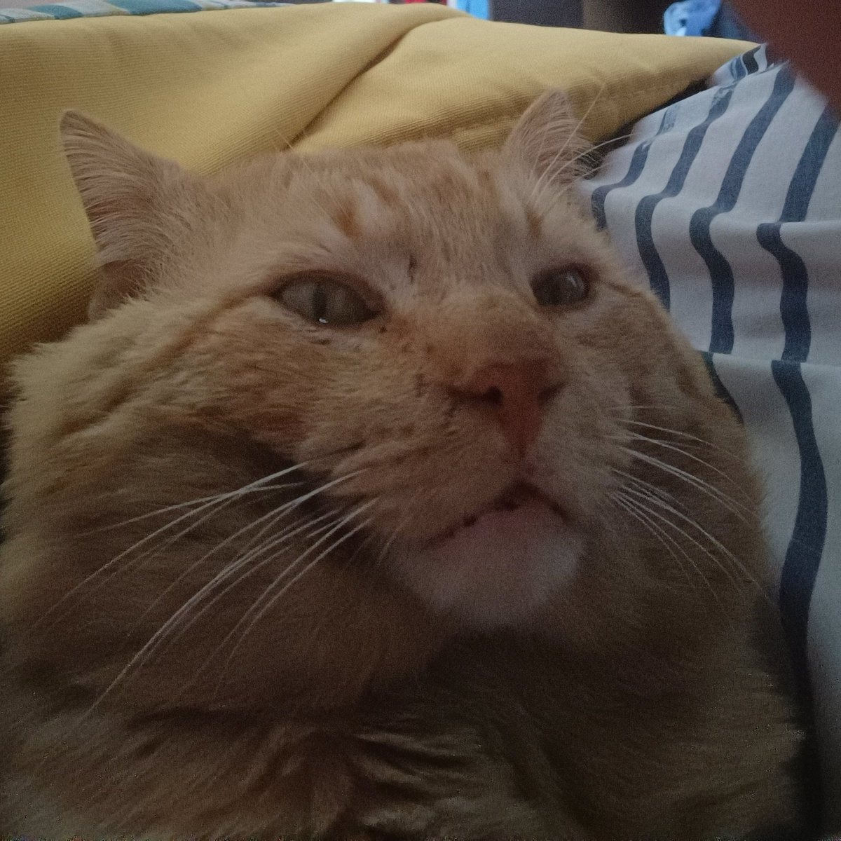 #NuevaFotoDePerfil
Mi mishhu