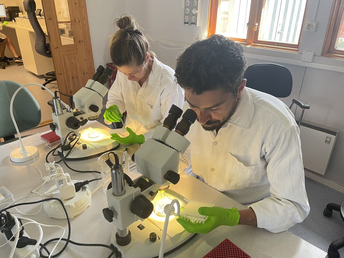 Art + Science project kick off at <a href="/StationLinne/">Station Linné</a>  today. We’re sorting <a href="/insectbiomatlas/">Insect Biome Atlas</a> samples for individual barcoding.