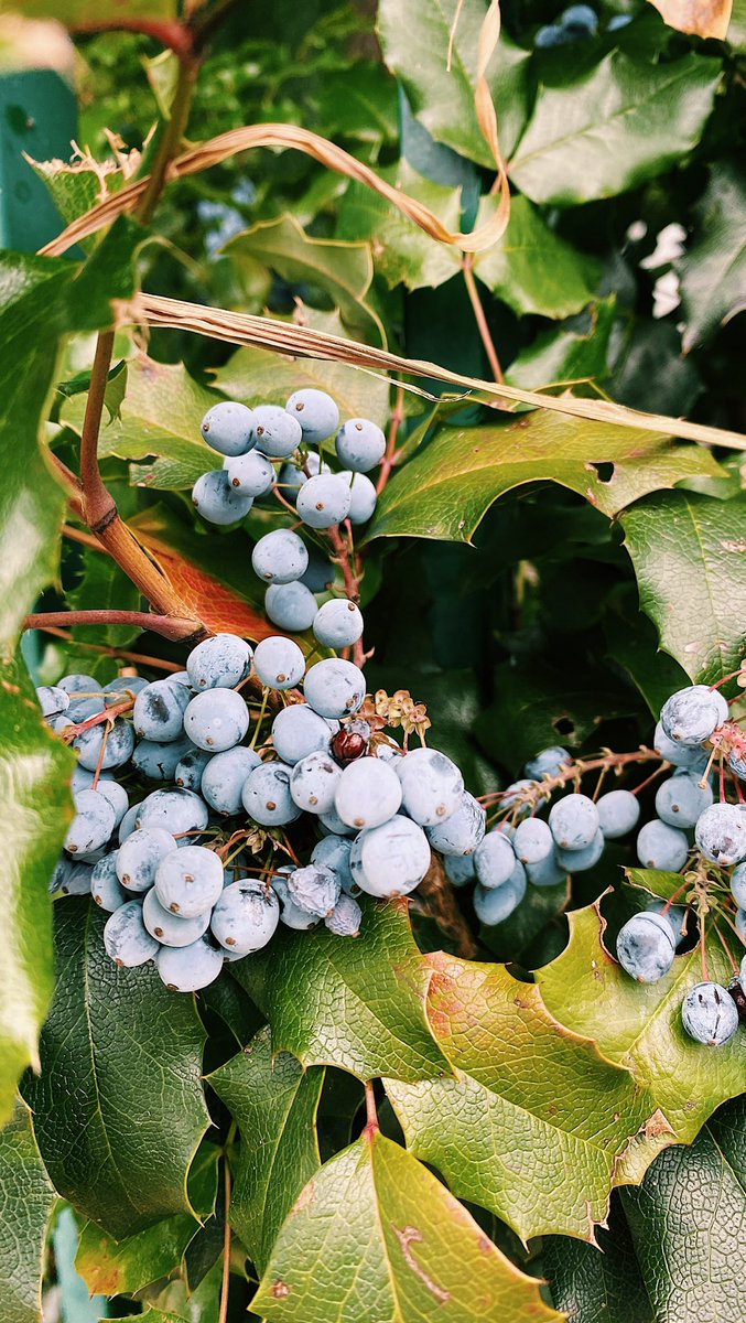 Mikhail Semaev tweet media