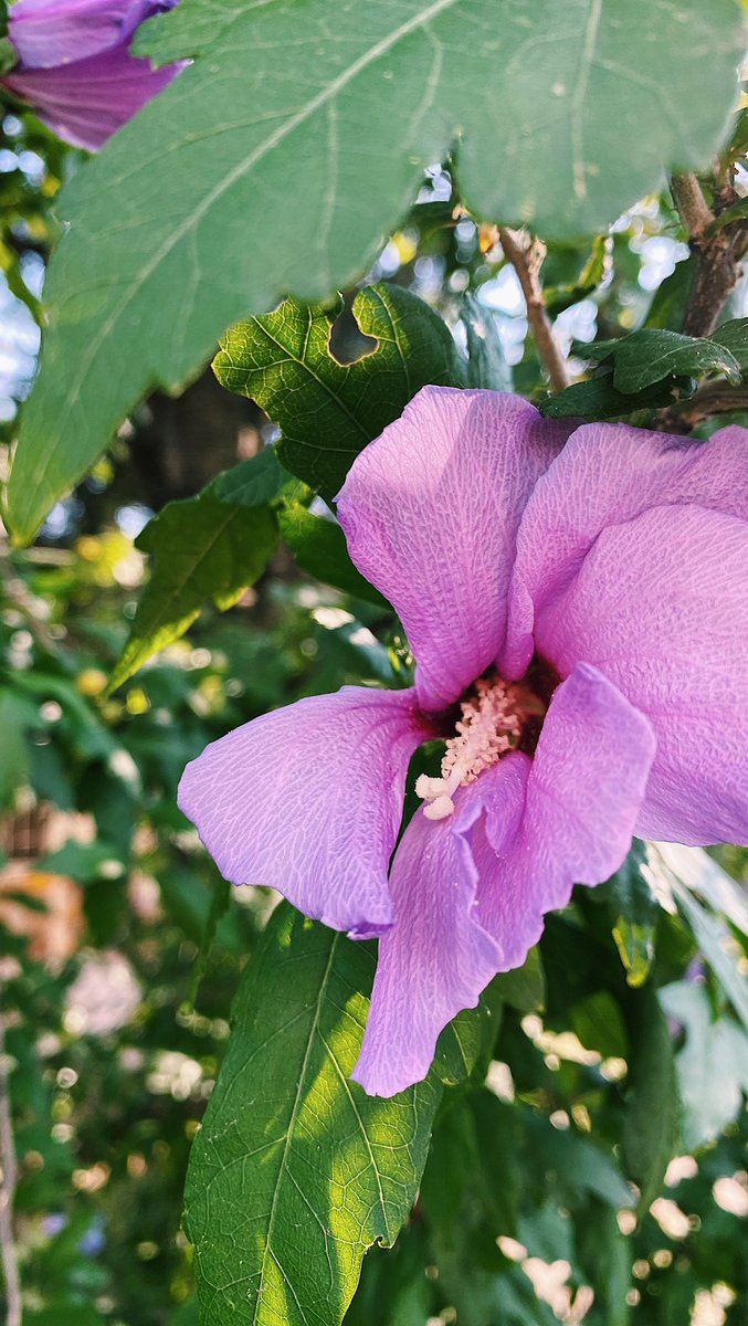 Mikhail Semaev tweet media