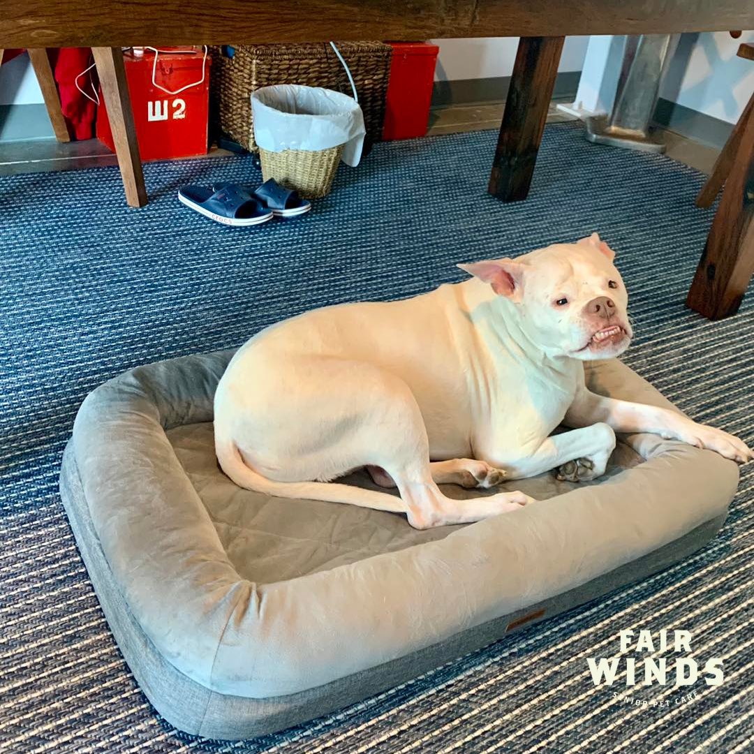 It's always a great day when our Pinky gets to tag along for the day! Bring your pet to work day is everyday here!

#galvestonisland #galvestontexas #fairwinds #fairwindsseniorpetcare #fairwindspethospice #vet #pethospice #seniorpets #galvestonvet #vethospital #veterinary