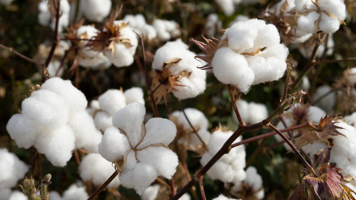ITCnews's tweet photo. Zambian cotton farmers learned from experts about optimal methods and products that could double their yields.
Cutting reliance on synthetic chemicals and investing in high-quality seeds are key: https://t.co/a4wqZbDgZc https://t.co/Ky2OsEGZdY