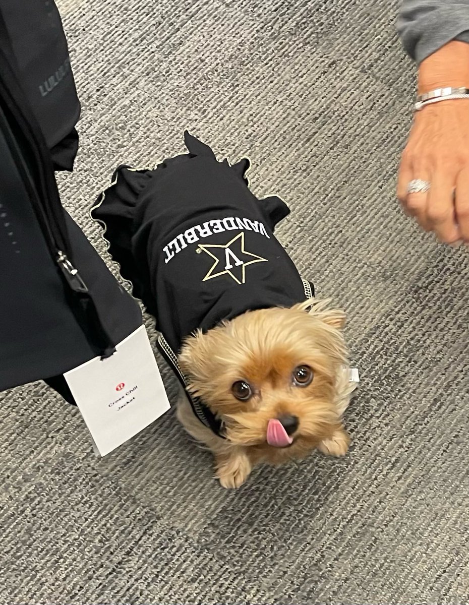 BapstCindy's tweet photo. Today is the first day of camp.  Sailor is getting ready for the season!!!  #anchordown #footballmom #96 #vanderbiltfootball #SEC #yorki #photooftheday https://t.co/TImZnR8zAv
