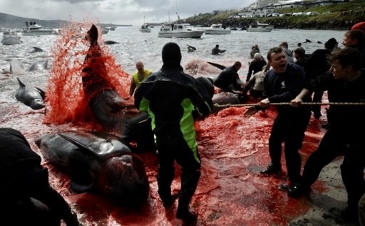 #FaroeIslands 

156 long-finned pilot whales were slaughtered in Suðuroy last night.

After a terrifying chase, they all witnessed their family members being brutally butchered in front of them, before dying themselves. 

This must stop.

 (📷 Andrija ILIC from previous grind)