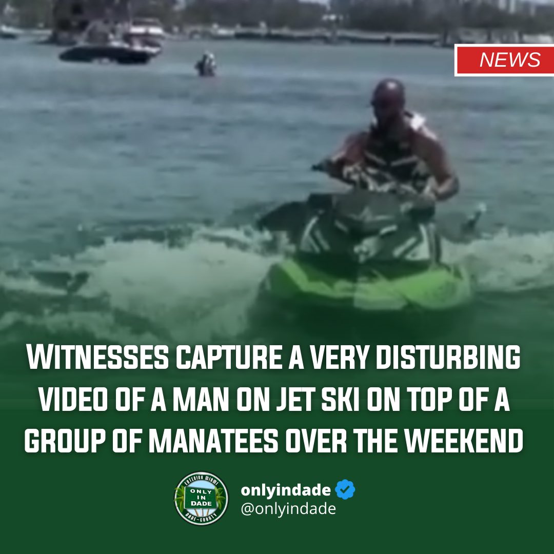 ONLYinDADE's tweet photo. What not to do, respect our marine mammals 🚫🌊 | #ONLYinDADE 

*🗞️ Over the weekend a group of manatees swam  close to the shore at Peanut Island sandbar with  people touching them, taking selfies, and distributing the mob of manatees. Shortly after an individual on a jetski can be seen also trying to get a selfie, and eventually floating right on top of the manatees causing them to panic, and scaring them away. The Florida Fish and Wildlife Conservation Commission (FWC) are investigating the actions that occurred and captured on Sunday. Manatees are protected by The Marine Mammal Protection Act of 1972 and the Endangered Species Act of since 1973  can be fine of up to $500 and/or a jail term of up to 60 days.