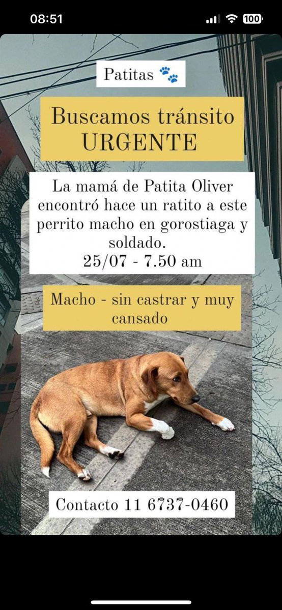 LosdeBoedo's tweet photo. Buen día! Una amiga acaba de encontrar este perrito, tiene un macho en la casa que no se lleva con perros, si pueden compartirlo porfa 🫶🏼 zona Las Cañitas.
Gracias.
#perritosperdidos
#lasCañitas
#perdido
#tránsito
#AdoptaNoCompres https://t.co/Y2LbqfsNEk