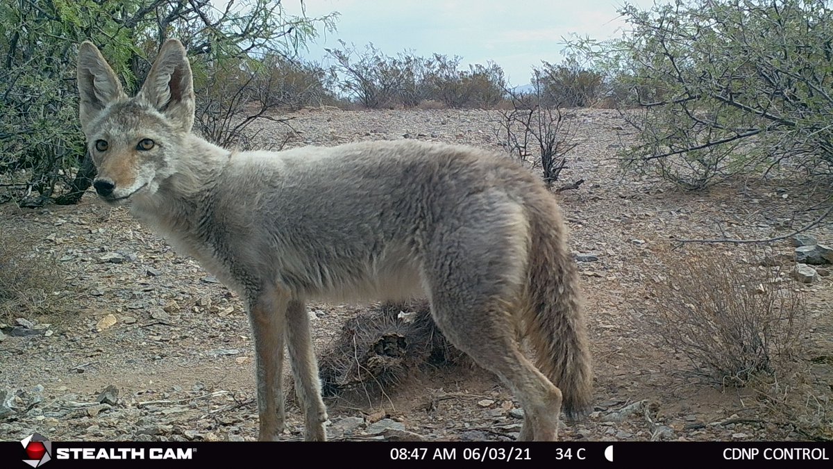 AsombroCDNP's tweet photo. One way they do this is by taking a "census" of the local population by listening for vocalizations. If there are many Coyotes in the area, food may be less readily available, so litter sizes are smaller. When things improve and more pups can be supported, litter sizes increase. https://t.co/Efn31K1TsR