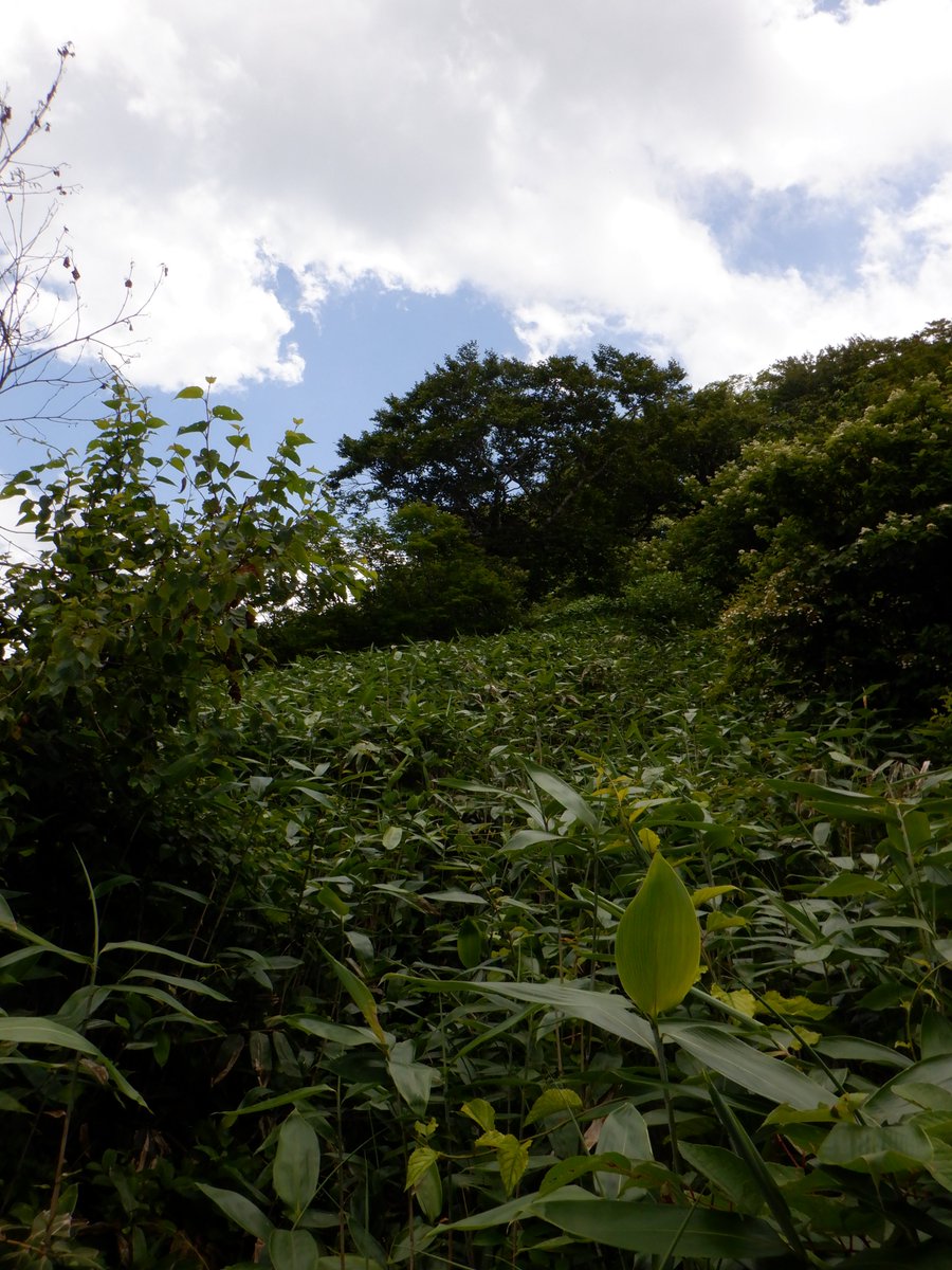 LittleYuji's tweet photo. 少しだけ『ぐんま県境トレイル』を歩いてきた。
三国峠～三坂峠の区間は大体が笹藪でとにかく疲れたってこと。
野反湖は遠いなぁ https://t.co/K6OW4wu3Hp
