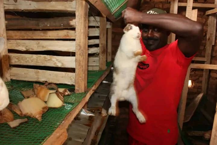 andikamagazine's tweet image. Ng&apos;uyu umusirikikare akaba yorora imbeba z’ikizungu (Isihiri/ipanya) be n’inkwavu

Nkunzimana Desire ni ingabo y’igihugu (umusirikare), akaba umufundi mu bijanye n’umuyagankuba (Electromecanicien) akaba kandi akorera muri #ISCAM Aba ku Muzinda kommune Rugazi, @BubanzaProvince