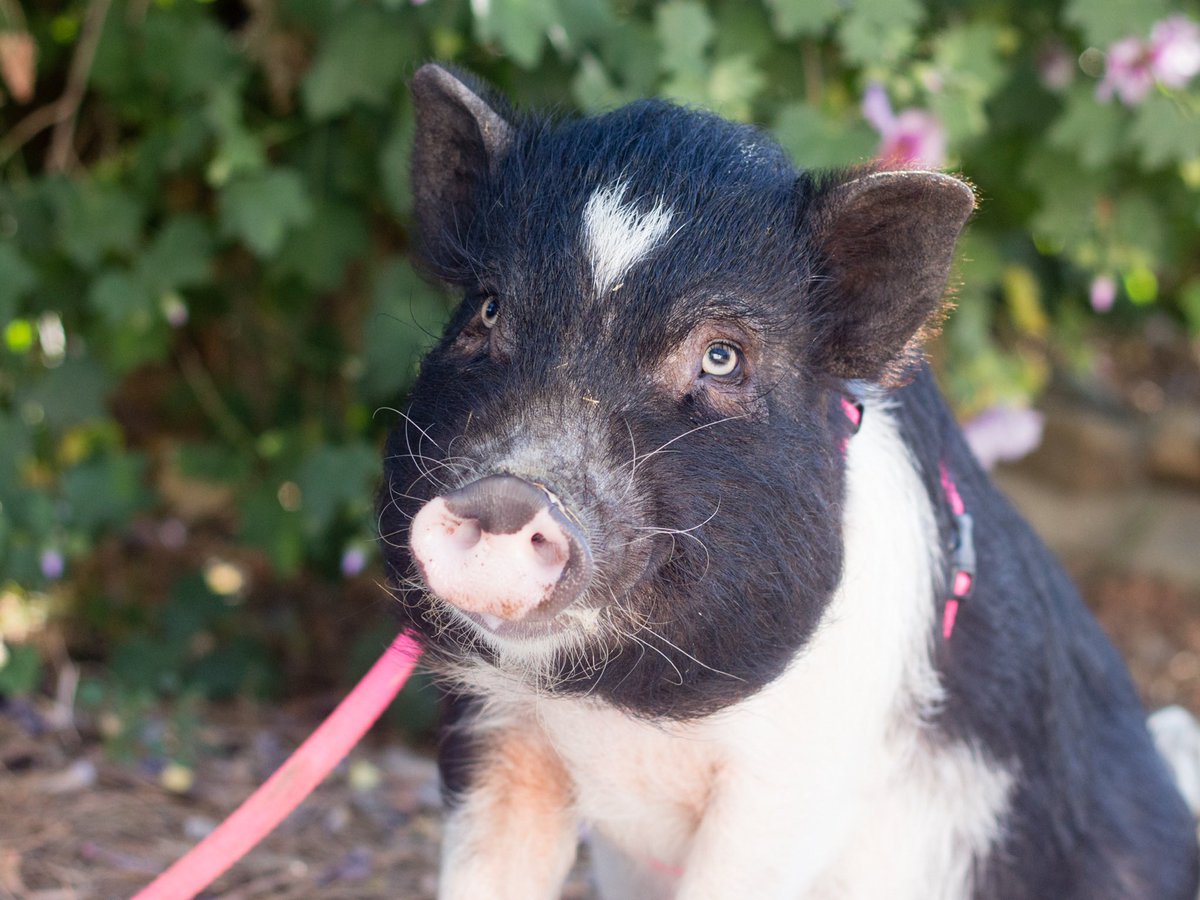 Green Care Lab tweet media