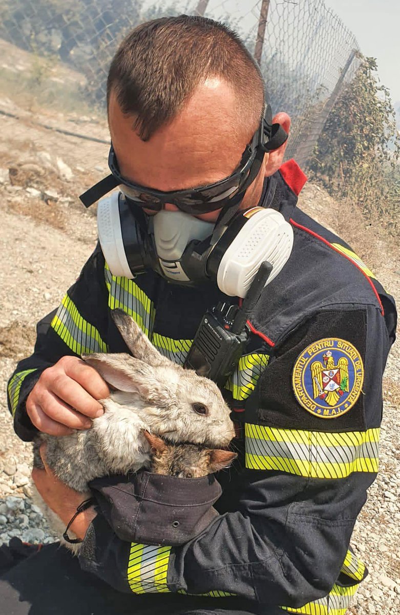 LorenzoTheCat's tweet photo. Another photo where you can barely see the cat ears. Found out he's a Romanian rescue worker fighting the fires in Greece. There are some good humans in the world. Photo: @eu_echo https://t.co/skZUJZOxGQ