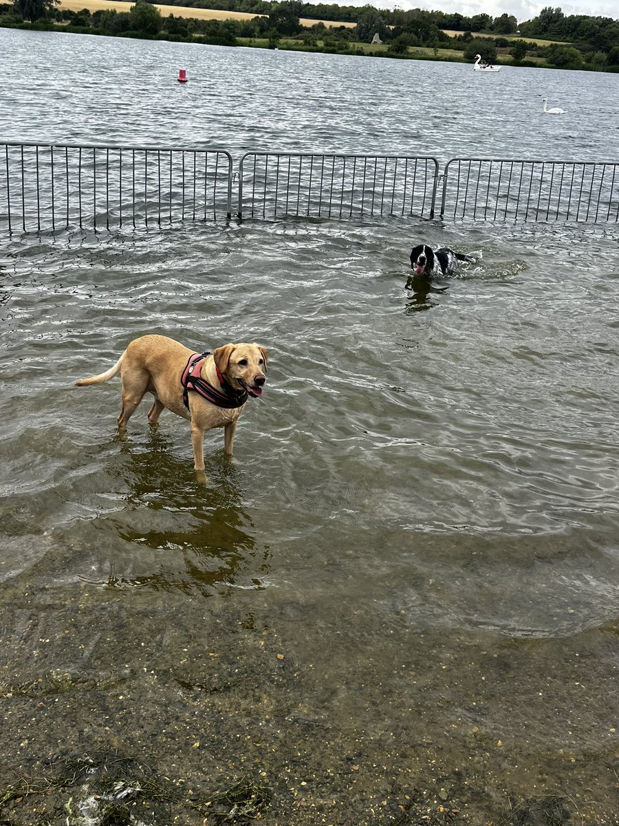 BluepawWB's tweet photo. Well-being for dogs. Holly had her own well-being session today with two of her buddies you can’t beat some Zoomies and paddles with friends. @PCBenOnTheMend @FlintHouseRehab @PTSD999 @Northern1770 @TomGaymor #bluepaw #wellbeing @McghieSarah #dogs https://t.co/BdE82ITW12