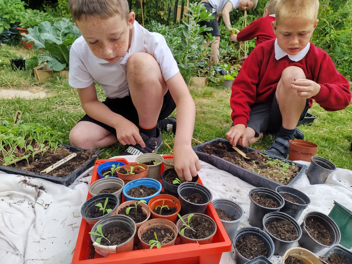 sfmtweet's tweet image. Our #FoodEducation programmes sprouted in London, but today we run school gardening sessions across the country, connecting children with food &amp;amp; nature.

Please donate to our #Crowdfunder to deliver 1,000 gardening sessions in more towns &amp;amp; cities 👇

crowdfunder.co.uk/p/1000-gardeni…