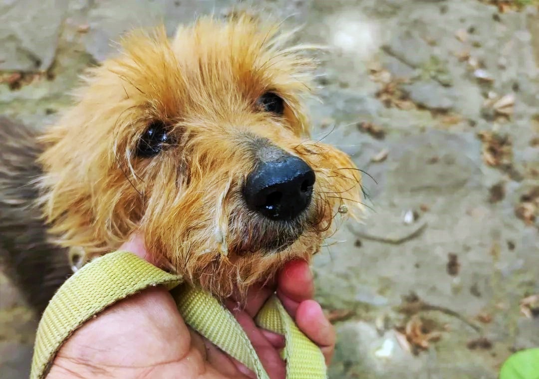 #BARCELONA
.... Por motivos personales su familia ya no pued (....) y tal y tal....

#KITTY tiene 15 añitos y necesita hogar!.
Buenísima, muy cariñosa con la gente, se lleva muy bien con otros perretes y con niños (respetuosos con su edad). 

Agradecemos difusión para encontrar a