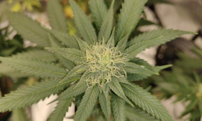 THEMMEXCHANGE's tweet photo. Florida Supreme Court Gives Attorney General More Time To Argue Why Marijuana Legalization Should Be Blocked From 2024 Ballot 

https://t.co/uD8gao0SSf #MME #marijuana #cannabis #Florida https://t.co/QjrU3bfnNA