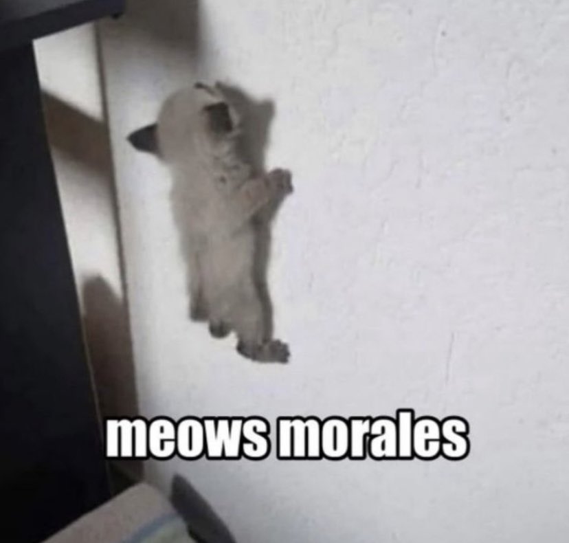 SolRazer's tweet photo. just a #cat meme https://t.co/EBvUWE4bcm