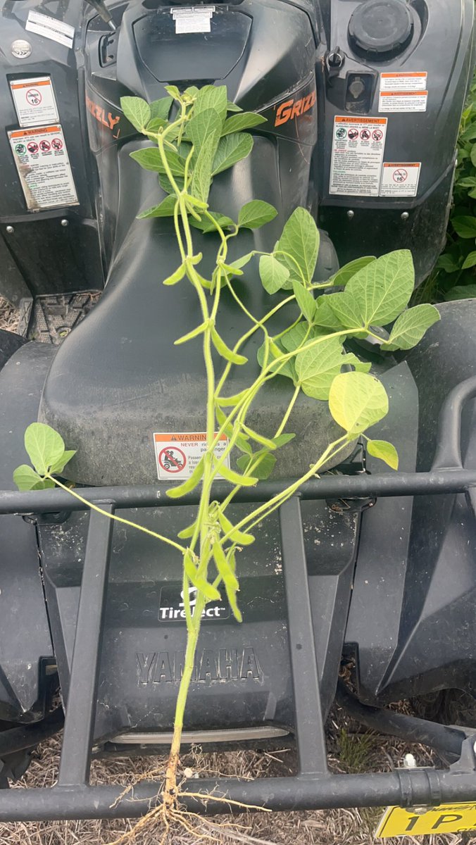 Belt high by the 25th of July… That’s the saying isn’t it?