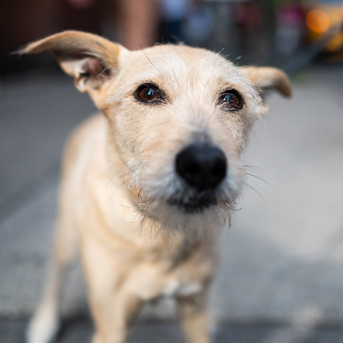 The Dogist tweet media