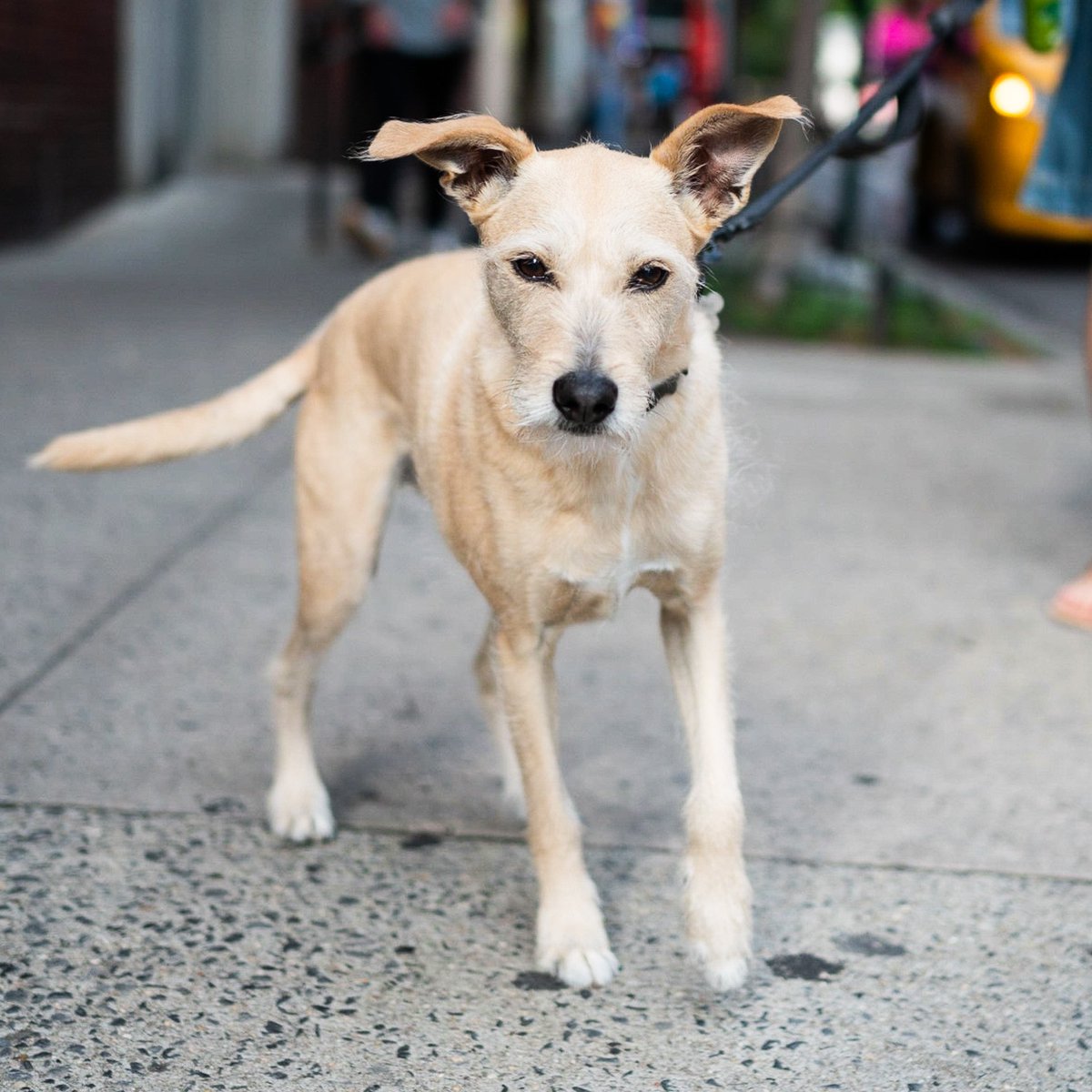 The Dogist tweet media