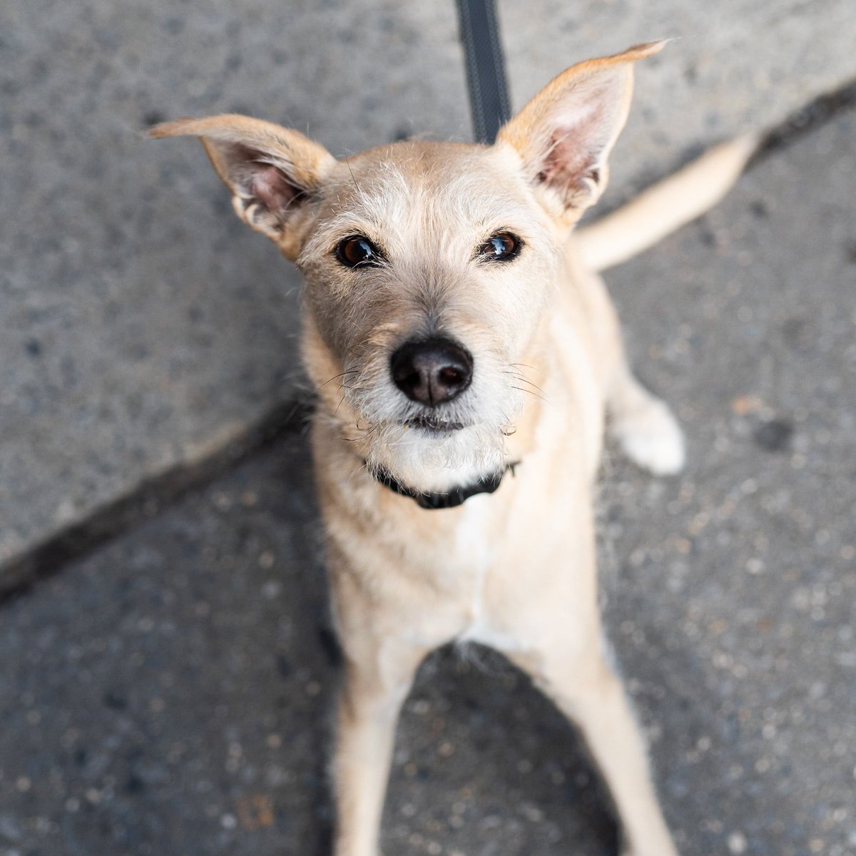 The Dogist tweet media