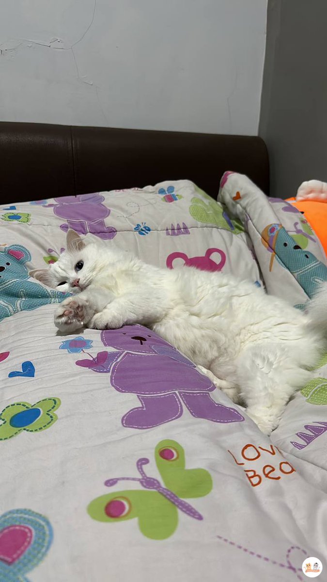 Kcg! Emg boleh ya selucu ini?! Kucing satu ini emg hobinya ndlesep2 terus 😾