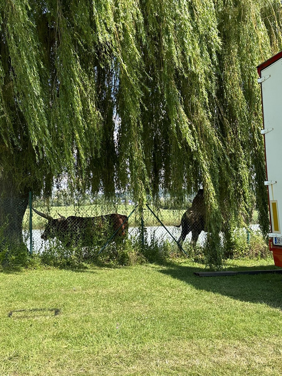 infernale75's tweet photo. Cette année encore, la mairie de #SaintArnoult #Calvados accueille un cirque avec animaux dont 3 lionnes, 1 dromadaire, 1 vache africaine, 2 chevaux, reptiles… #cirqueSANSanimaux #PAZ #zoopolis #PartiAnimaliste #PAZ #PETA 
￼￼￼￼ https://t.co/xr5SGB2y7B