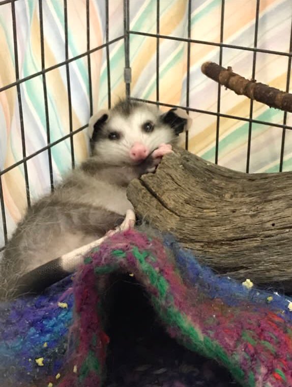 Possumeveryhour.io (@possumeveryhour) on Twitter photo 