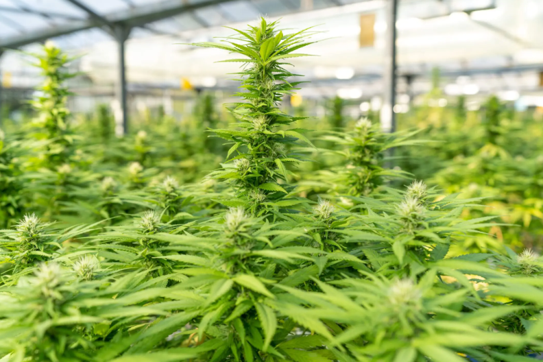 With the evolution of the Kootenay Cannabis Council, the environment for producers transitioning to the legal cannabis sector is creating new economic opportunities in the Kootenays.
Read more > etsi-bc.ca/cannabis-trans…

#StrongEconomy #StrongCommunities #ETSIBC