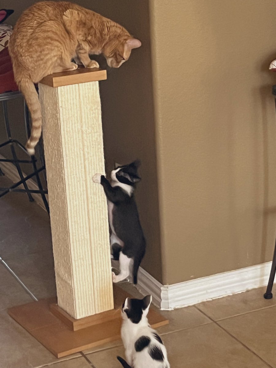 Foster_Fluff's tweet image. The kids just want to be like #MsHank. Heck, who doesn’t? #Kittens #CatsOfTwitter #KittyTwitter