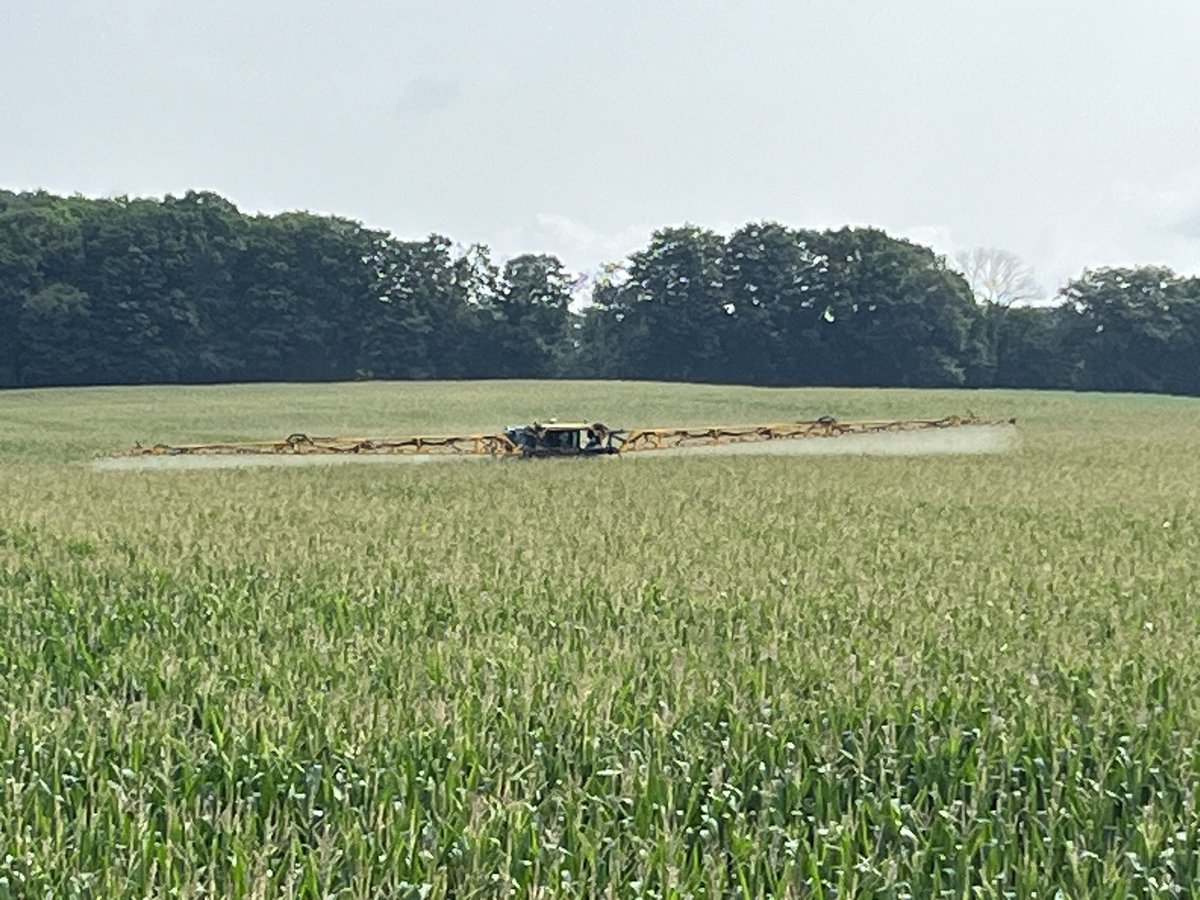 #tasseltickling has started. Dekalb 40-99 showing signs of good potential.