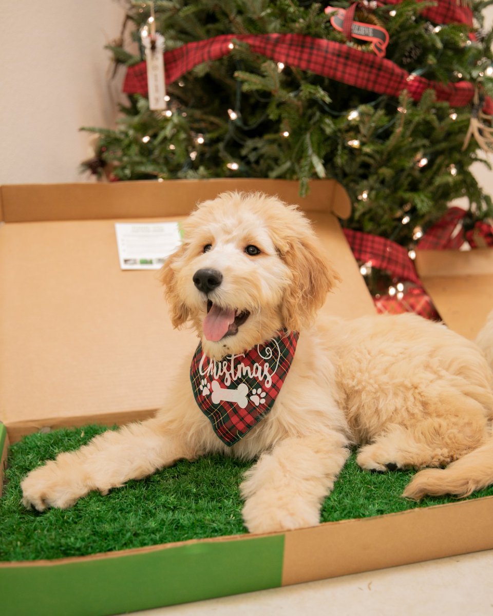 It is Christmas in July!🎄

What could be a more paw-some way to celebrate than by gifting your furry friend @GottaGoGrass?  🐾🎁 Give your dog the gift of a natural grass potty gottagograss.com 🐶 

#ChristmasInJuly #GiftForDogs #NaturalGrassPotty #Dogs