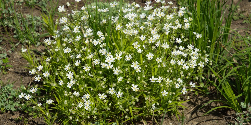 samsturfcare's tweet photo. Protect your grass with #weedcontrol! 🌱

Whether you need to kill existing weeds or prepare for future weed growth, we have the treatment for you! Our #weedcontrolservice is here to keep your lawn healthy!

Sign up today! (816) 408-6853

https://t.co/1rUaB4qw8l https://t.co/UySBStx5sQ