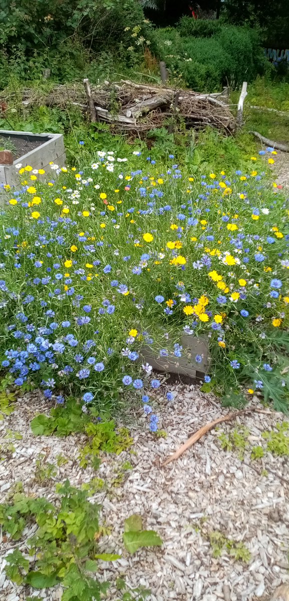 SaferstreetsYP's tweet photo. A riot of colour and insect life around the wild flower meadows created by the Go Wild Youth Group in the woods beside Tamfourhill Community Hub #Communityclimateactionplan @KSBScotland @FELScotland @Thillhub @CVSFalkirk @ScotGovNetZero @JohnMuirTrust @falkirkcouncil https://t.co/VXCKJSCvYE