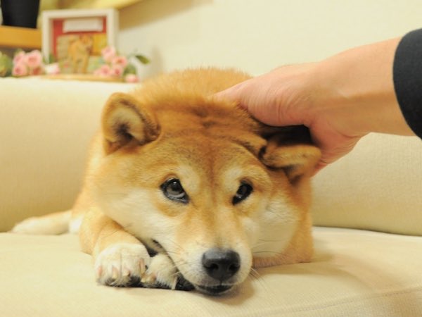ownthedoge's tweet image. Hey frens

Our dear Kabosu is unwell, let us all pray for her good health and speedy recovery🙏