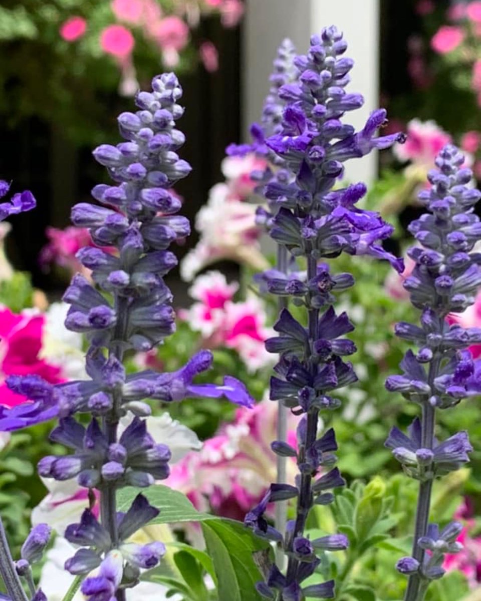 Jan's Garden Tower is a testament to the joy of nurturing nature and witnessing its breathtaking rewards. Whether you're an experienced gardener or just getting started, the Garden Tower Project empowers you to cultivate your own slice of paradise. 🌸💜

📸: Jan Martin Harris